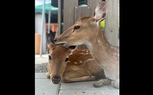 宜蘭空拍機農場投毒案偵結! 疑同業不滿員工跳槽遭報復 園方：持續配合訴訟