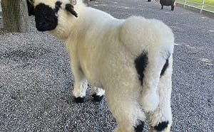 樹懶餐廳切割投毒男王逢昇！嗆保留法律追訴權　他再抓：同個共犯體系