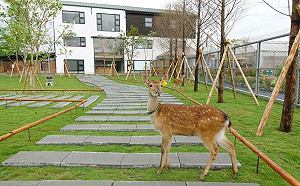 空拍投毒男神隱！張美阿嬤農場負責人痛批「巨嬰弟」害慘媽媽