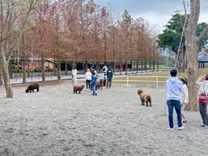 張美阿嬤兒殘害動物！Google地圖遭改名 網友1星負評灌爆