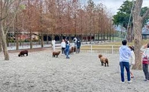 張美阿嬤兒殘害動物！Google地圖遭改名 網友1星負評灌爆