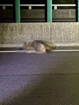 國3台南白河段小客車暗夜撞水鹿　鹿死車損無人傷