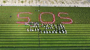 名間鄉若蓋焚化爐將摧毀全台茶鄉！他點出許淑華一邊風光辦茶博兩面手法