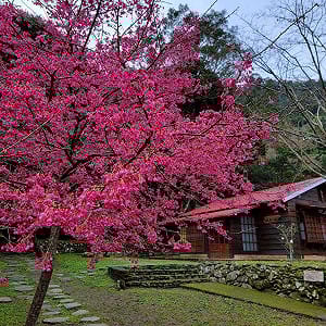 賞櫻花、走步道、品咖啡 惠蓀林場春節走春好去處