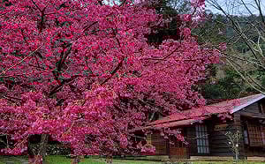 賞櫻花、走步道、品咖啡 惠蓀林場春節走春好去處