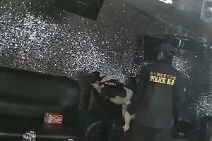台南KTV專供移工開轟趴　警攻堅帶緝毒犬搜出毒品