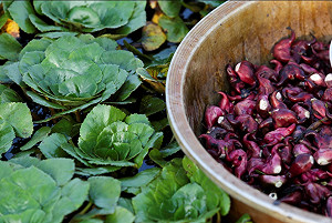 大魯行腳》漫遊官田  盡覽菱田風情