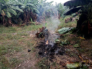 環保局嚴抓焚燒農業廢棄物 已開罰逾卅件
