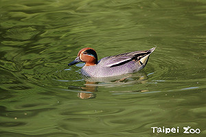 想見候鳥免跋涉 在動物園就可輕鬆看！
