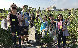 來去大甲採芋頭！匠師的故鄉微旅行等你