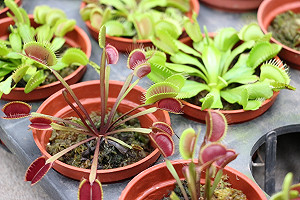 小心要命的捕手 青年公園推出食蟲植物展