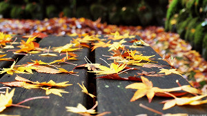 秋高氣爽早晚涼  中南部日夜溫差達10度