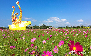 花海不稀奇有漸層才強！快來趟楊梅小旅行