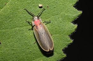 近距離欣賞冬夜小火花  台灣秋冬賞螢「五不原則」