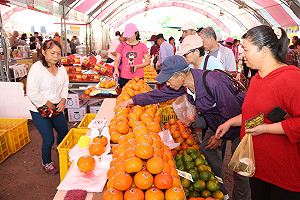 秋風起柿子甜  嘉義柿紅妝點番路鄉