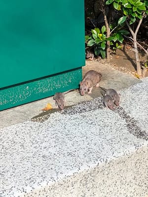 北捷稱「老鼠從乘客包包」掉出！粉專曬「去年舊照」諷：台北有蟲洞？