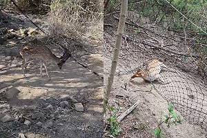 墾丁驚現「梅花鹿墳場」！500公尺20具屍   墾管處緊急回應