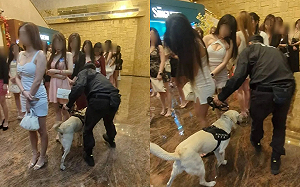 台中警春節強力掃蕩！超萌警犬嗅聞一排爆乳辣妹被讚親民