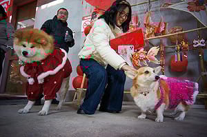 中國寵物消費市場突破1.4兆元   毛孩過年花樣多