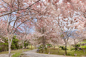 山城走春首選東高雄   體驗深度「慢旅、慢食、慢活」療癒遊程 