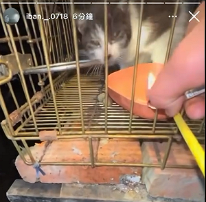關西國中生炸貓還嗆聲？校方光速處理曝光 姆士捲：已救回2隻貓