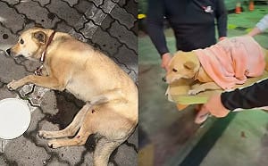 32歲男酒後心情差從5樓丟狗！犬隻肝破裂、骨盆骨折送醫搶救