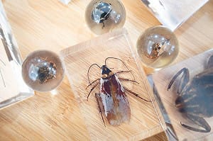 不是整人！動物園春節刮刮樂送「蟑螂標本」 園方揭「真實價值」全網驚呆