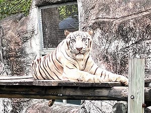 陪伴高雄人14載  壽山動物園明星白老虎「昭海」圓滿謝幕