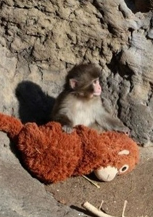 把布偶當媽爆紅！日本小猴Panchi君傳來好消息　動物園：已獲同伴理毛