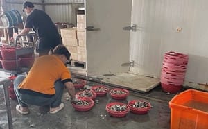 東石烤蚵吃到飽爆食安疑慮！逾10人「上吐下瀉」留負評