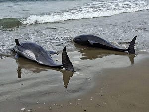 屏東海口沙灘11隻小虎鯨擱淺！4隻死亡7隻急救中