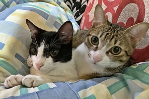 新生兒數10年腰斬 毛孩成長逾100% 貓升狗降成趨勢 學者：社福政策應跟上 