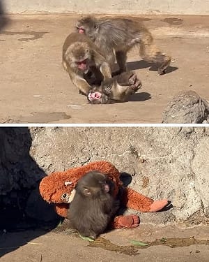 孤兒小猴Panchi遭同伴狠拖摩擦慘叫！緊抱玩偶惹心碎  園方揭真相