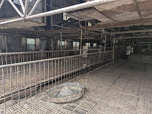 台中畜牧場爆非洲豬瘟　業者父子遭起訴