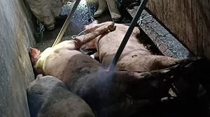 台中爆非洲豬瘟！陳姓父子檔造假照片、售染疫豬 檢起訴求處重刑