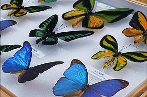 珍稀標本在家任意翻轉！科博館3DGS新技術 「零距離」探索自然科學