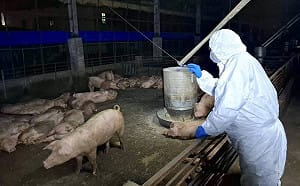 台中爆非洲豬瘟 陳姓父子遭起訴！特約獸醫：飼養者、公務員得過且過