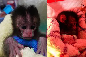 (影)台版 Punch 小猴子！高雄民眾撿到落單獼猴送動物園 可愛畫面曝
