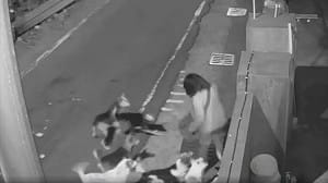 彰化和美「狗群大軍」追咬多人！動防所今抓捕開罰飼主