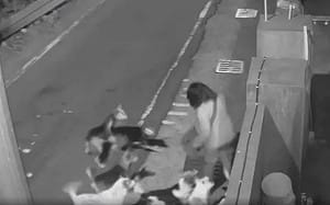 彰化和美「狗群大軍」追咬多人！動防所今抓捕開罰飼主