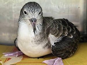 在等公車？萬里候車亭驚見可愛遠洋海鳥 新北動保處助平安歸返