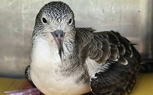 在等公車？萬里候車亭驚見可愛遠洋海鳥 新北動保處助平安歸返