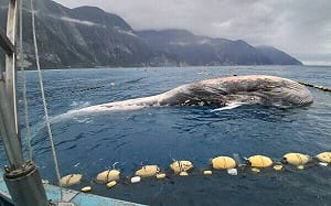 花蓮崇德驚見巨鯨死亡！海保署啟動解剖