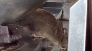 台中逢甲商圈排骨飯店驚現「料理鼠王」 網諷：主廚本人在打掃衛生