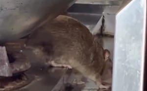 台中逢甲商圈排骨飯店驚現「料理鼠王」 網諷：主廚本人在打掃衛生