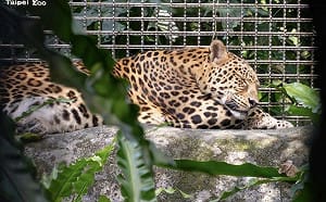 台北市立動物園花豹「花郎」過世！園方悲痛證實：病痛折磨許久