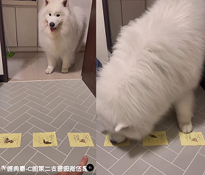 (影)薩摩耶特異體質？WBC神預言全網膜拜  最新開示「集體沉默了」