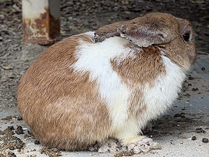 餐廳非法展演釀「兔兔慘死」遭移送！動保處：最高可罰200萬元