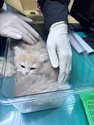 金門機場男身形異常欲闖關　下身竟綁2隻活波斯貓
