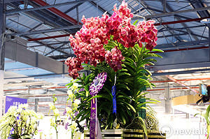 台灣國際蘭展看大獎花  萬代蘭奪全場總冠軍現花卉鮮活奪目之美